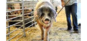 Imagen de Gochu Asturcelta o Cerdo Asturiano. Carnicería Gran Vía