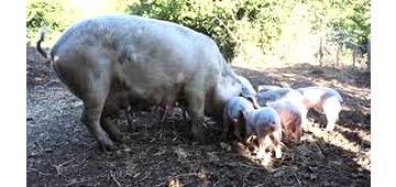 Madre con crías de gochu asturcelta