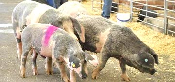Comprar Gochu Asturcelta en carnicería gran vía en cangas de onís