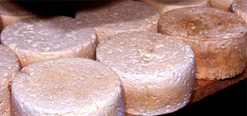 Queso cabrales en cueva en fase de maduración.