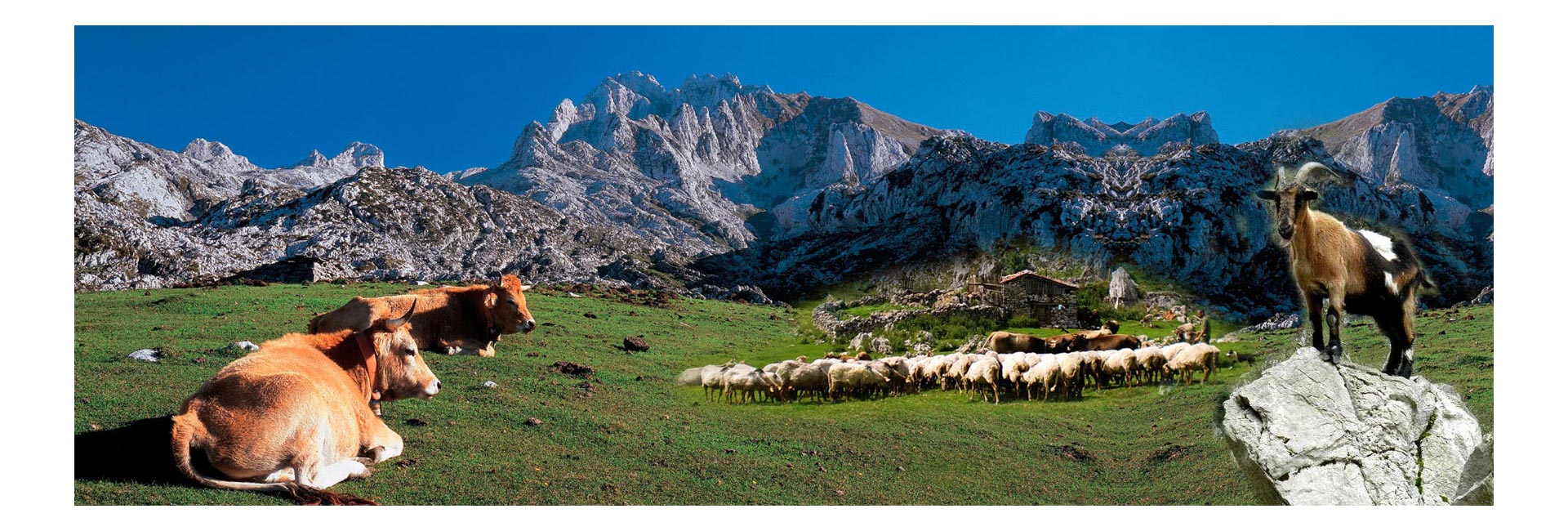 Comprar Quesos asturianos: cabrales, gamoneu, casín, afuega'l pitu, y muchos más